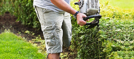 Shrub and Tree Trimming