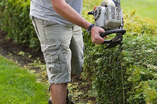 Shrub and Tree Trimming